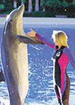 Siegfried and Roy's Secret Garden, Dolphin Habitat