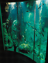 The Blue Cavern under the Sea