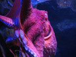 See the Octopus at the Northern Pacific Gallery