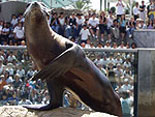 An aquarium Sea Lion caught in the act