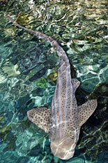 You can see me face-to-face and touch me at the Shark Lagoon