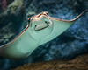 Aquarium of the Pacific
