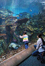 A tropical tunnel at the Aquarium of the Pacific