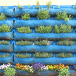 Wall herb garden on LA Latin Spice Tour