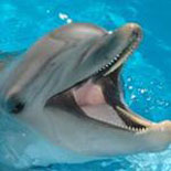 Feed the Dolphins