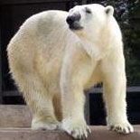 Observe Polar Bears