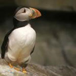 See a Puffin