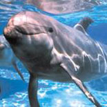 SeaWorld