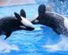 SeaWorld Tour with Gray
                                                Line Transportation