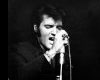 Memphis Hound Dog Tour