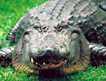 Visit the Everglades