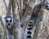 Lemur Experience at Jungle Island