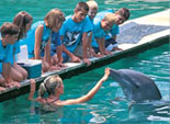 Feed the Dolphins