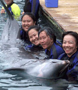 Interact with Dolphins