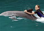 Swim with the Dolphins