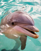 Dolphin