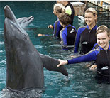 Learn about dolphin behavior