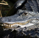 Watch out for the Alligators