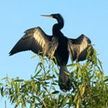 Everglades Bird