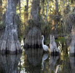 An Egret Enjoying it Natural Habitat