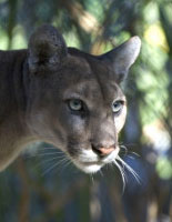 A Florida Panther