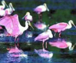 Tour Sanibel Island