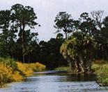 Everglades Beauty