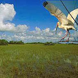 Everglades City