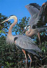 Tour Through Wildlife Drive