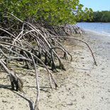 Mangrove Wilderness