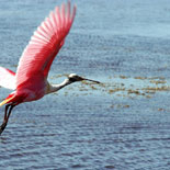 Roseate Spoonbil