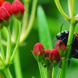 Celebrate the World of Bugs