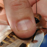 Touch Live Bugs