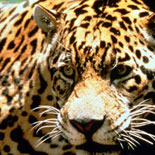 Jaguar Jungle