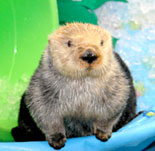 Sea Otters