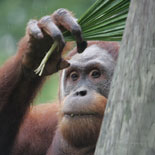 World of Primates