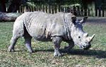 Rhinos