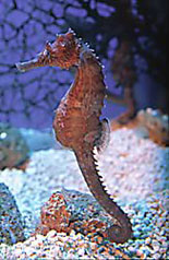 Dragons from the Sea