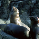 Sea Lions