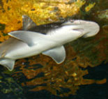 Bonnethead Shark