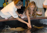 Stingray Feedings
