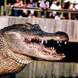 the Louisiana Swamp