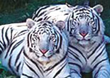 White Tigers