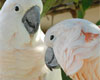 Audubon Experience