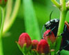 Audubon Insectarium