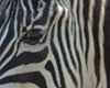 Aquarium of the Americas plus Audubon Zoo