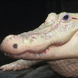 White Alligator