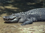 Alligators in their Natural Habitat