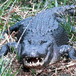 A Gator in the Grass