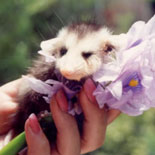 A Little "Possum" and the Beautiful "Blossom"